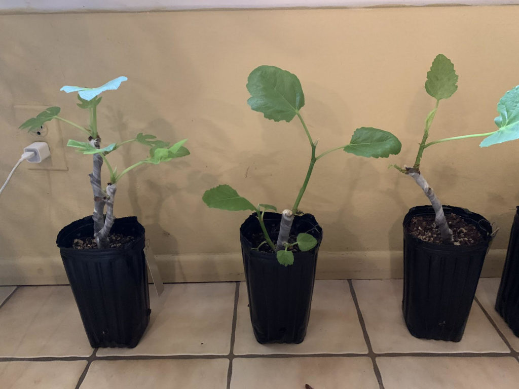 fig cuttings southern california